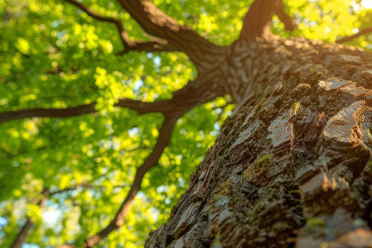 Close-up view of tree bark and trunk texture with sunlight through green canopy.