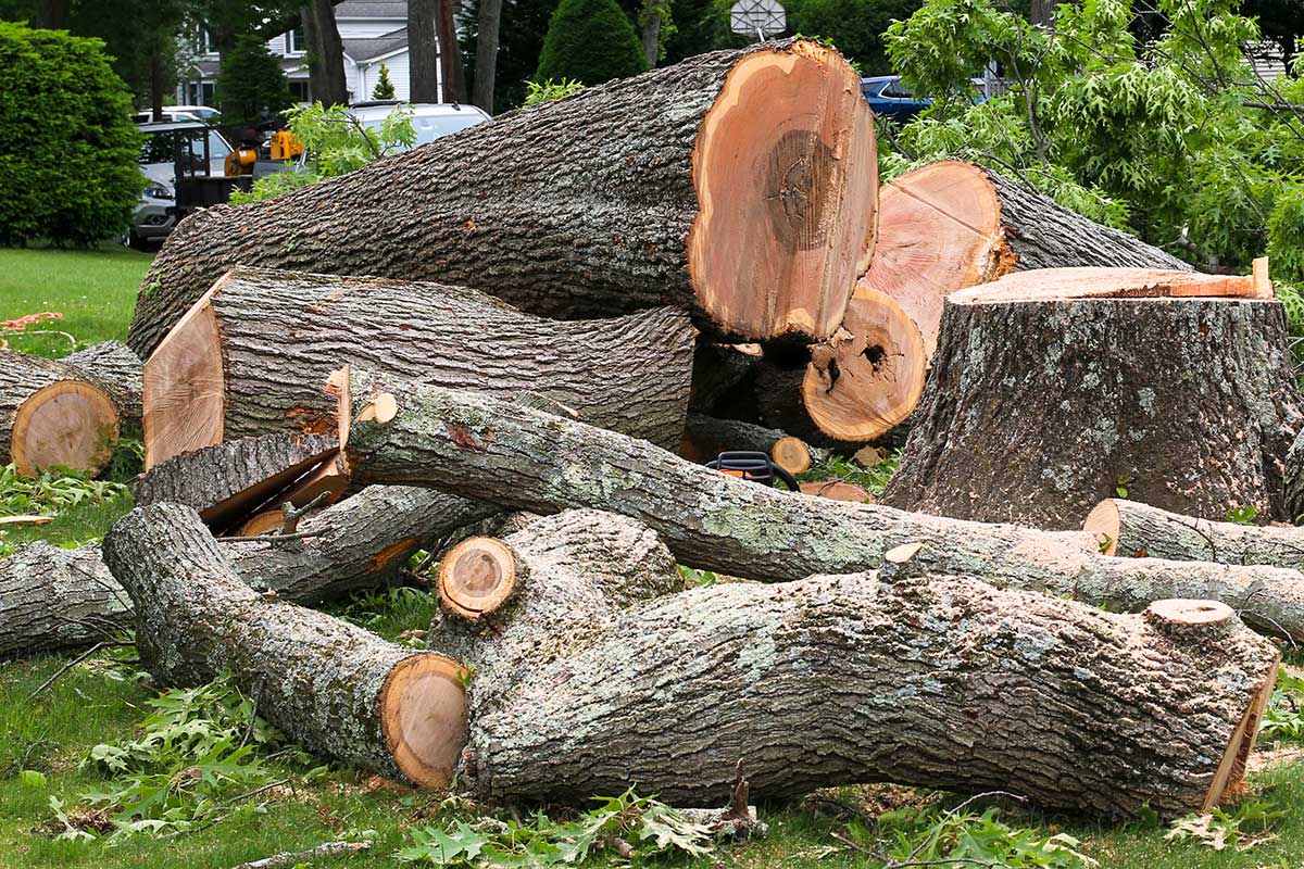 Large fallen tree sections after removal, showing cut logs prepared for arborist disposal in Inner West Sydney.
