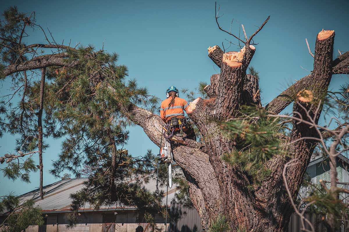 Arborist in safety gear climbing a large tree and performing removal work with a chainsaw in Inner West.